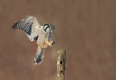 Chouette eperviere / Northern Hawk Owl