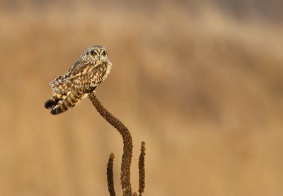Hibou des Marais / Short-Eared Owl