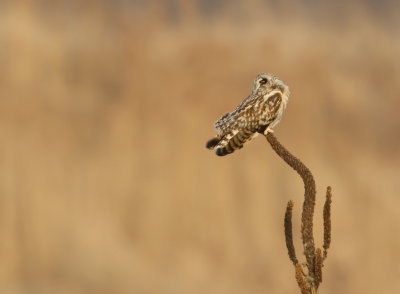 Hibou des Marais / Short-Eared Owl