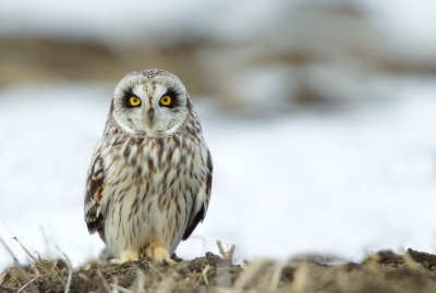 Hibou des marais / Short-eared owl