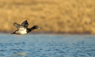 Fuligule a Collier / Ring -Necked Duck