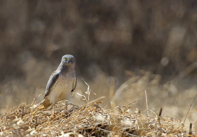 Busard Saint-Martin / Northern Harrier