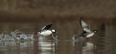 Petits garots/ Bufflehead