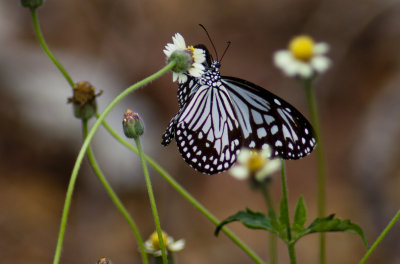 Farfalle/Butterflies
