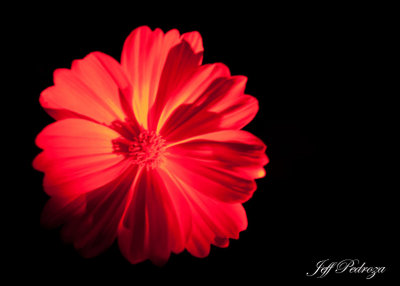 Garden Flower