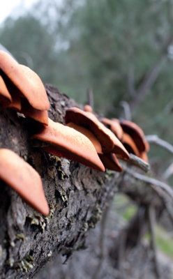 Mushrooms