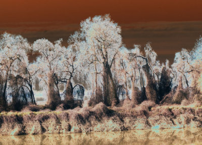 Tree Magic