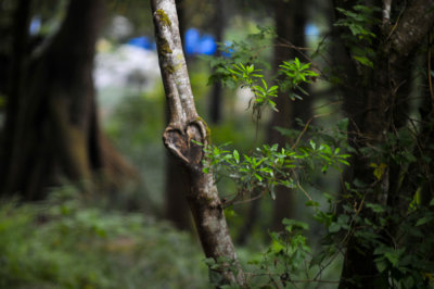 Tree of Love!