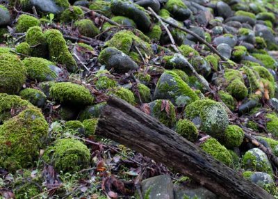 Moss Rocks