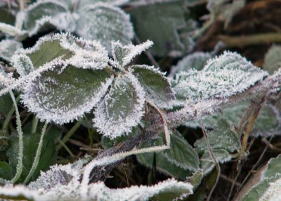 Berry vine with ice crystals