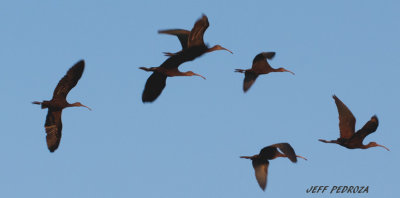 Flock of Glossy Ibis?