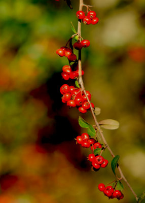 Pyracantha Berries