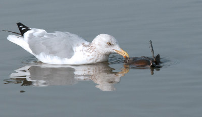 Gull Eating A  Dead Duck