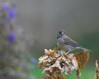 11-20 junco e 2049.jpg