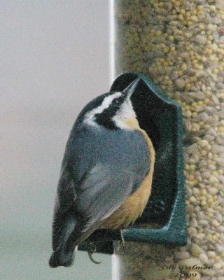 11-20 nuthatch e 2063.jpg