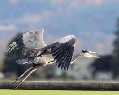 11-2 heron 5237.JPG