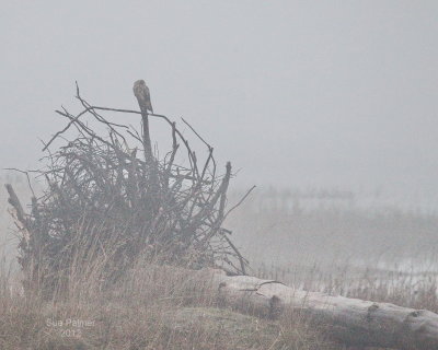 12-30-12 SE Owl 5778.JPG