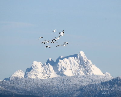 1-2-13 snowys over snow 5969.JPG