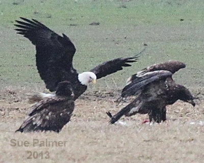 1-6-13 eagles 6033.JPG