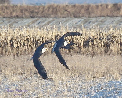 1-16-13 eagle pair 6610.JPG