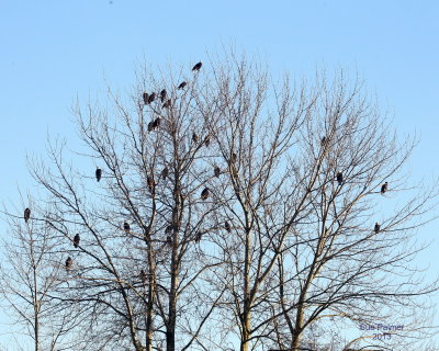 1-16-13 Edison Eagle Tree e 6453.JPG