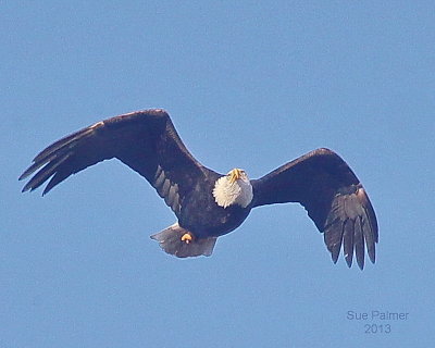 1-16-13 edison eagle e 6507.JPG
