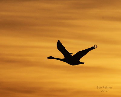 2-15-13 dawn swan e 7294.JPG