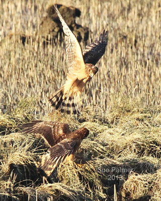 2-19-13 harriers e7606.JPG