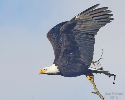 skagit_winter_spring_2012_13