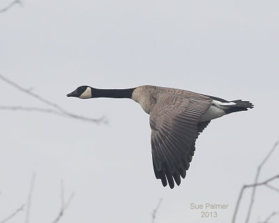3-24 honker 7899.JPG