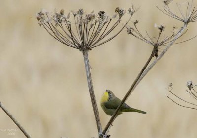 9-4 oc warbler e  4824.jpg