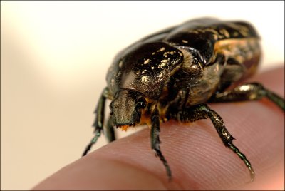 Beetle 5