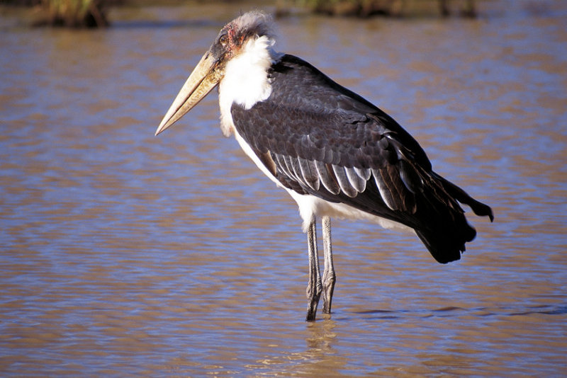 Marabou (Leptoptilos crumeniferus) 