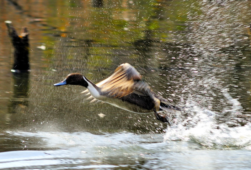 Turbulent Take Off -Northern Pintail (Anas acuta)