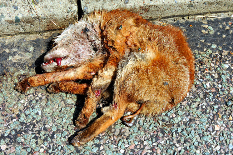 Death on the Asphalt