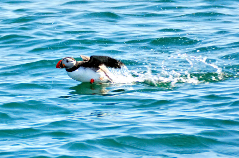Puffin Taking Off