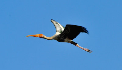 Indian Stork's Glorious Flight