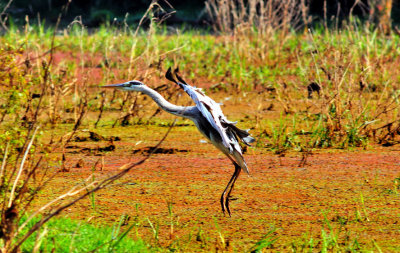 Landing of Grey Heron