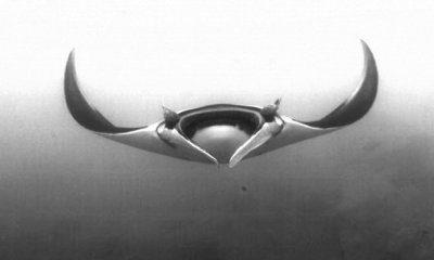 Manta B&W?