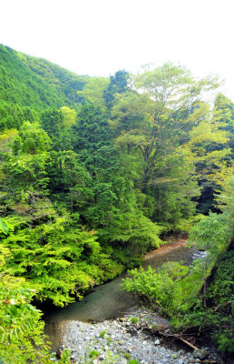 Woods River Still Green