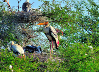 Proud India Stork Mother/Father