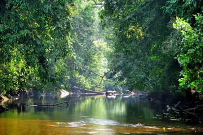 Kerala Mysterious Stream