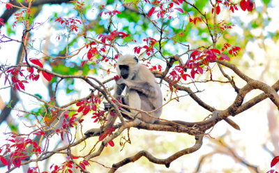 Gibbon Eating Red Leaves