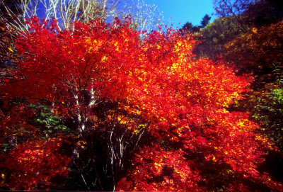 Fire Forest on Film...