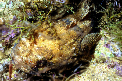 Lusitanian Toadfish (Halobatrachus didactylus)