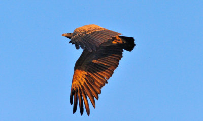 Vulture Take Off