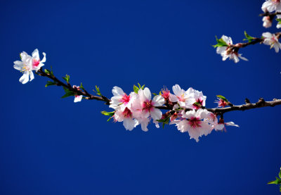 Almond Flower: The Portuguese Sakura