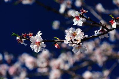 Almond Flower, The Portuguese Sakura