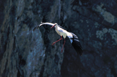 White Stork Landing on Cliffs