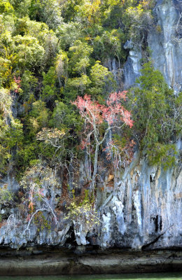 Pang Na Rocks and Trees
